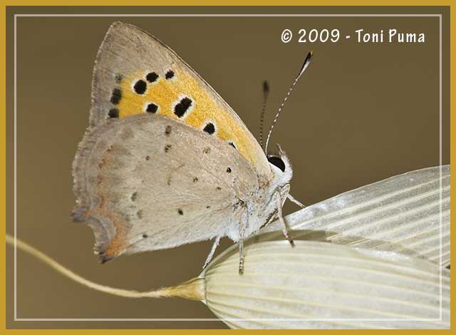 Licenide siciliano - Lycaena phlaeas